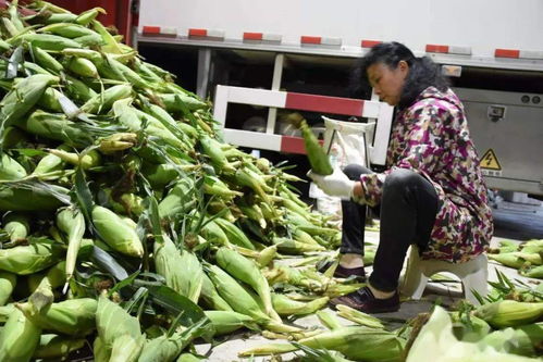 每天交易量达500吨 中国供销 郴州农副产品物流园已入驻经营户近300户
