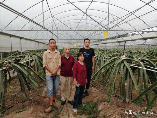 绵阳市农副产品促进会会长王桂英赴涪城区开展特色农产品调研